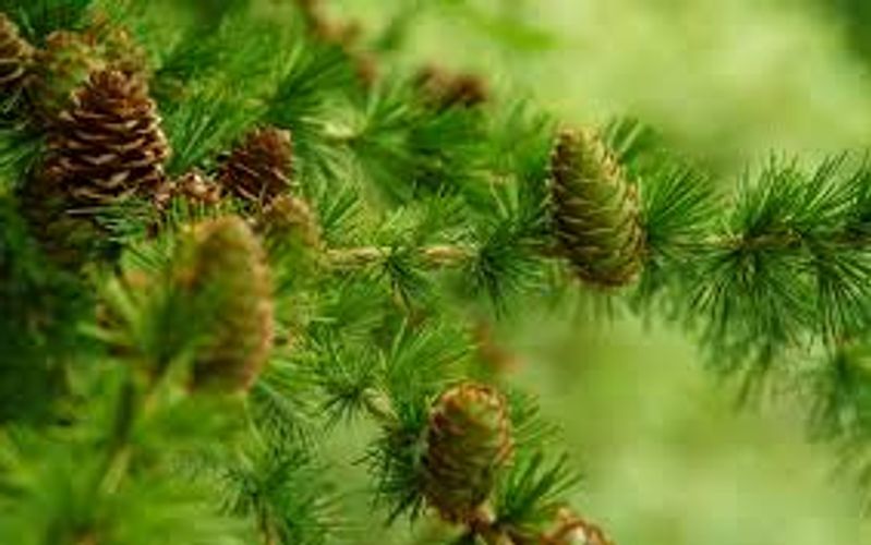 Dihydroquercetin: A Multifaceted Bioflavonoid for Health and Innovation