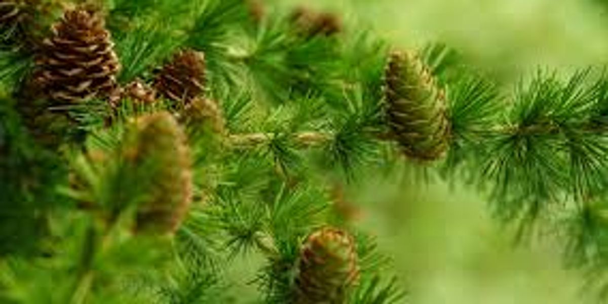 Dihydroquercetin: A Multifaceted Bioflavonoid for Health and Innovation