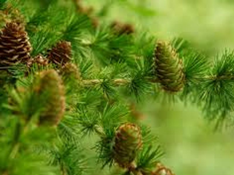 Dihydroquercetin: A Multifaceted Bioflavonoid for Health and Innovation