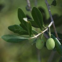 Hydroxytyrosol 10%-30%