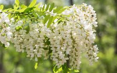 Main Benefits and Applications of Quercetin