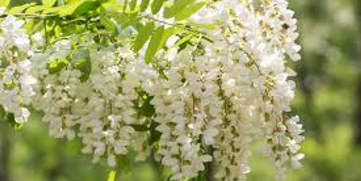 Main Benefits and Applications of Quercetin