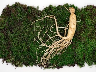 Panax Ginseng Extract
