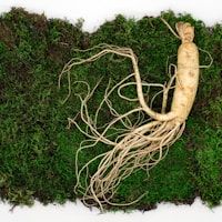 Panax Ginseng Extract
