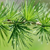 Dihydroquercetin (DHQ)