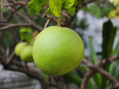 Pomelo Extract