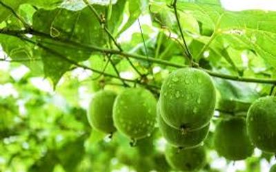 Monk Fruit Extract: A Natural Sweetener for the Modern World