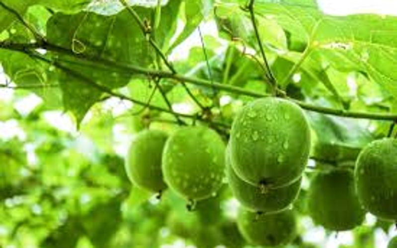 Monk Fruit Extract: A Natural Sweetener for the Modern World