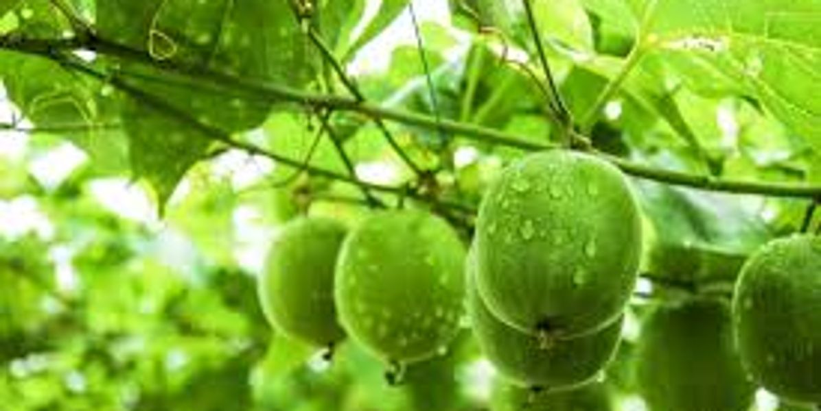 Monk Fruit Extract: A Natural Sweetener for the Modern World