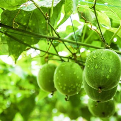 Luo Han Guo Extract / Monk Fruit Extract