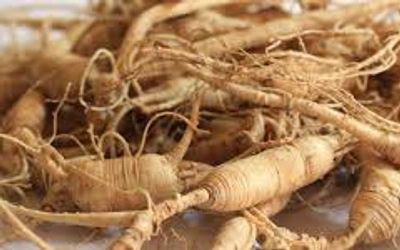 Panax Ginseng Extract: A Modern Look at an Ancient Adaptogen