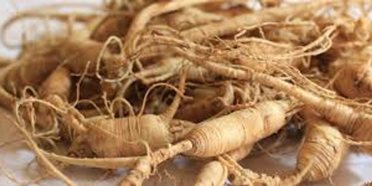 Panax Ginseng Extract: A Modern Look at an Ancient Adaptogen