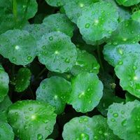 Centella Asiatica Extract / Gotu Kola Extract