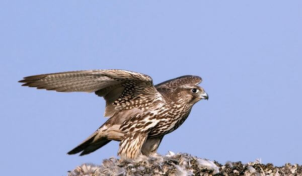 Ведущий аналитик НКО «Арктида»