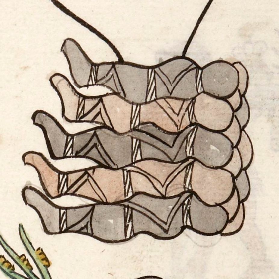 Символическое изображение тел, лежащих в ряд, из доиспанского или раннеколониального кодекса