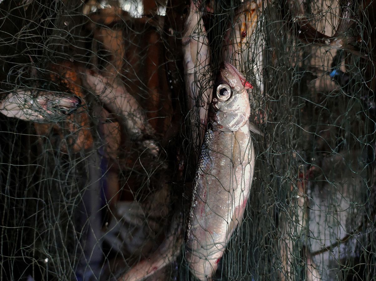 “The Trout Is Not for Us”