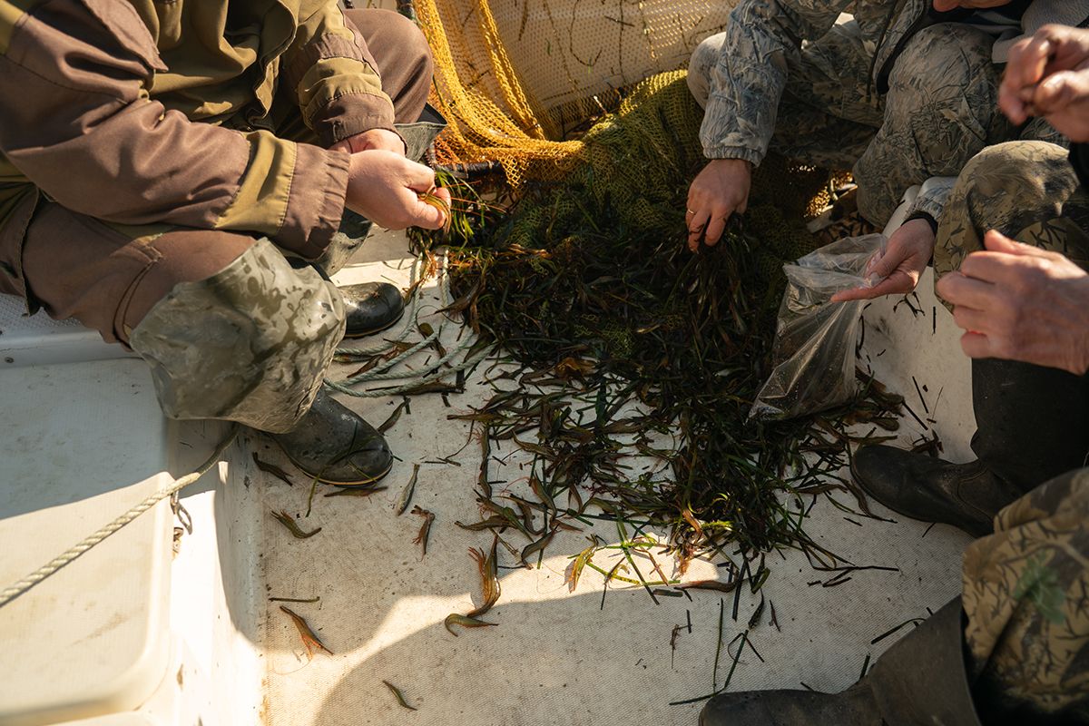 A group of people in fishing gear examine marine vegetation and tiny sea creatures in a boat. One person collects samples into a plastic bag. Tatar Strait, Khabarovsk Krai.