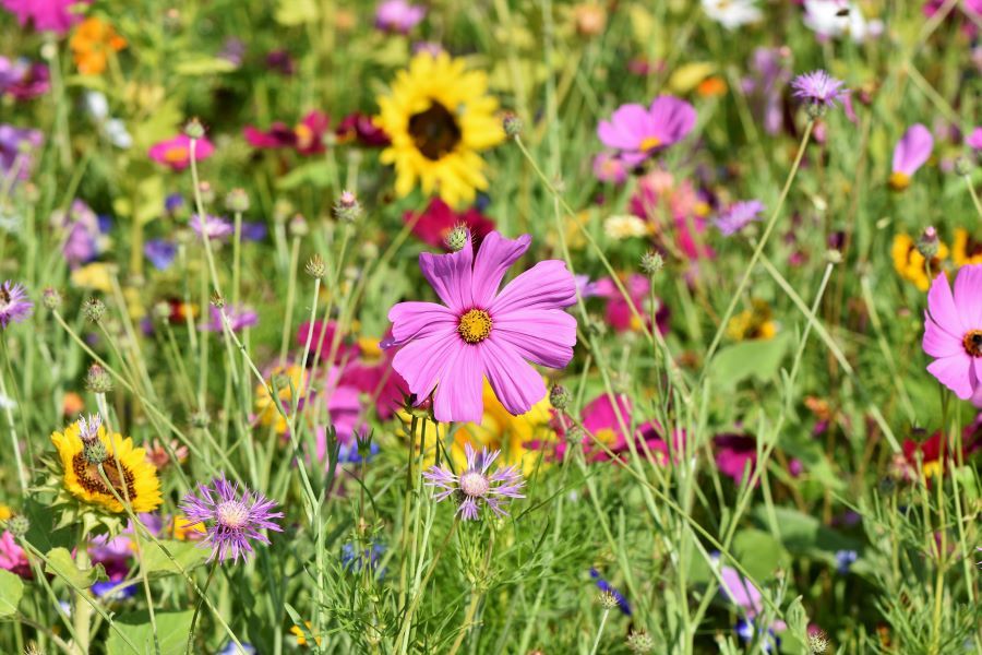 Countryside Stewardship Applications and Management