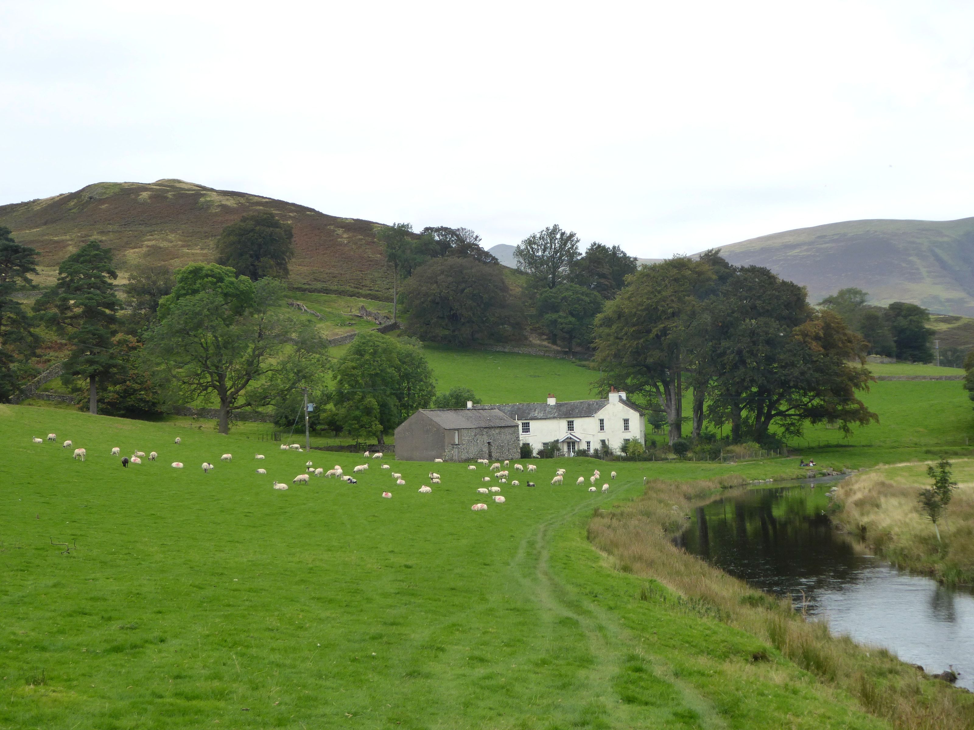 A white farmhouse among green fields with sheep grazing and the fells behind