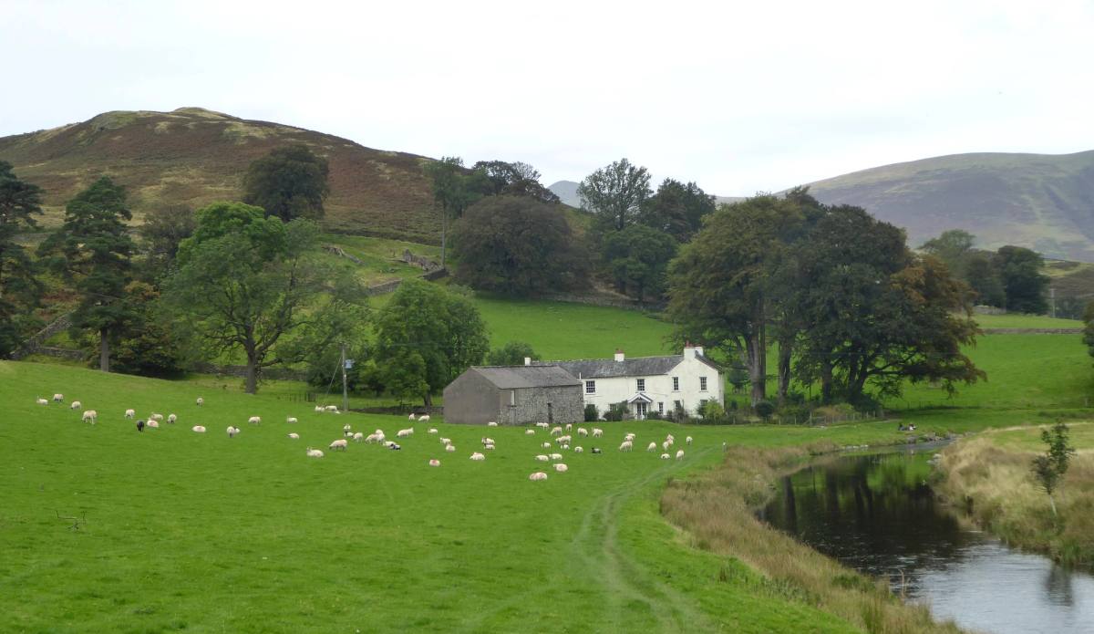 A white farmhouse among green fields with sheep grazing and the fells behind