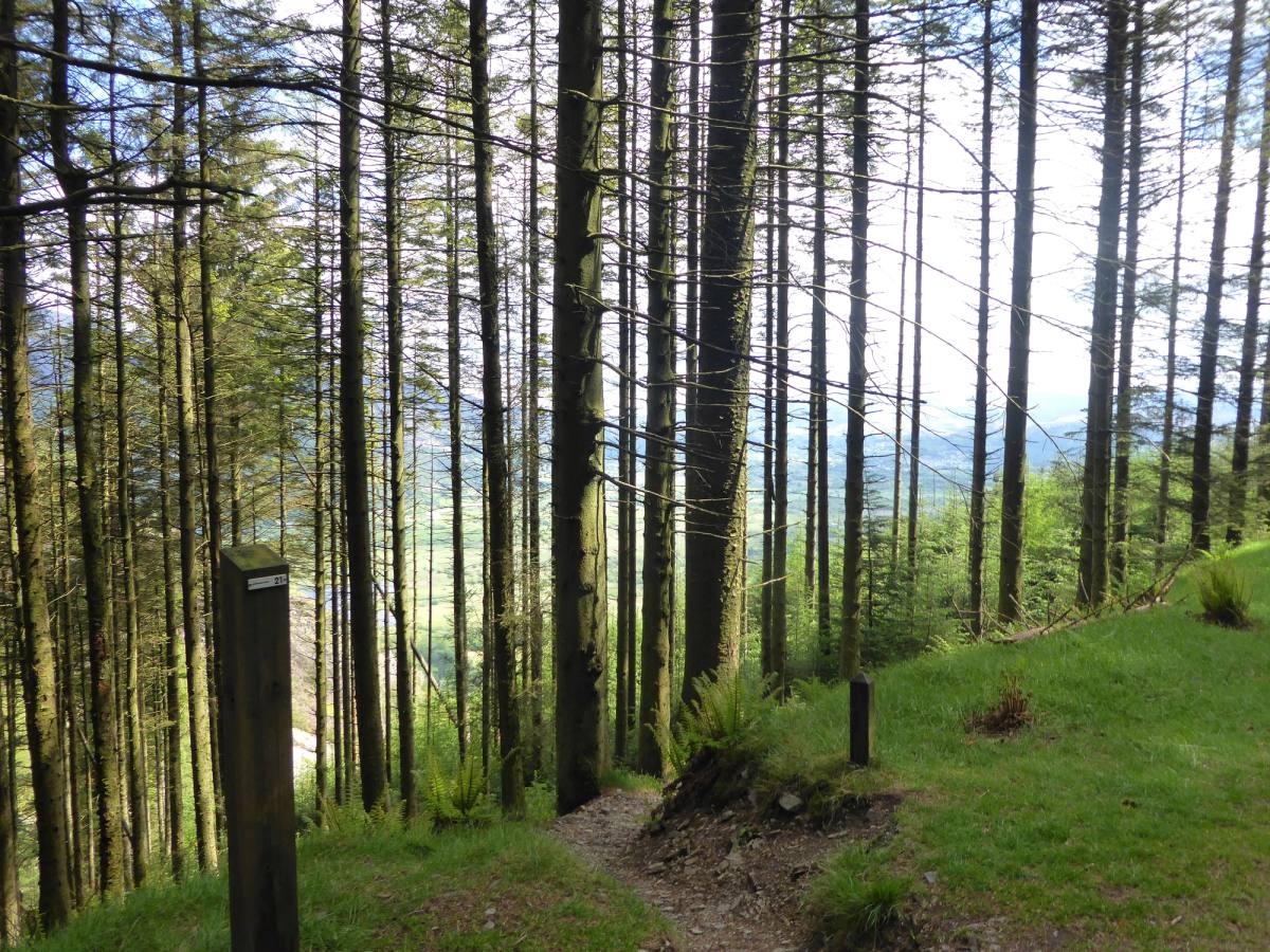 Straight conifer trunks in ranks with light and the valley showing between them