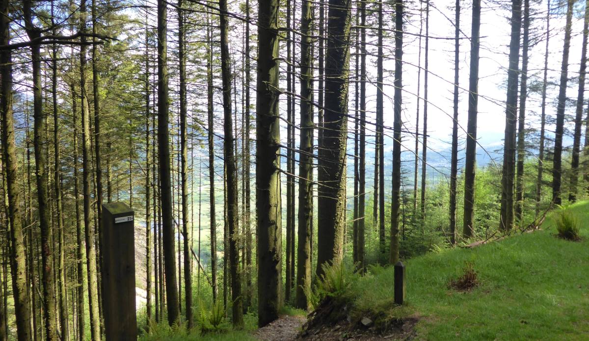 Straight conifer trunks in ranks with light and the valley showing between them
