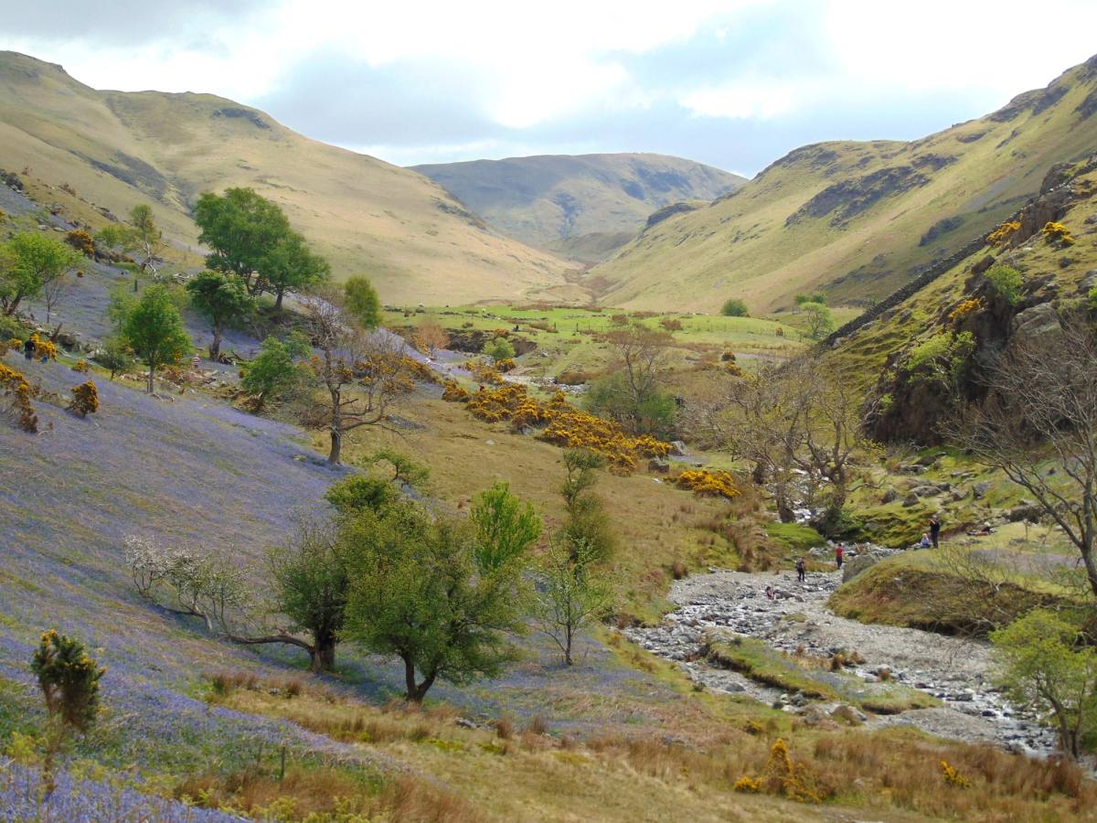 A fellside covered in bluebells and gorse looking up the valley to the high fells