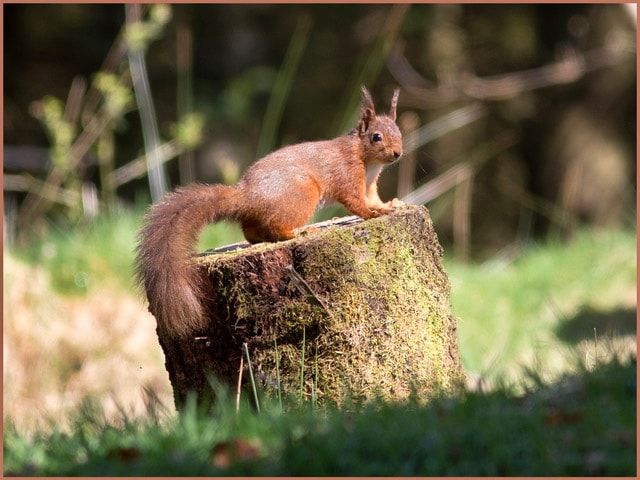 Squirrel on a tree stump