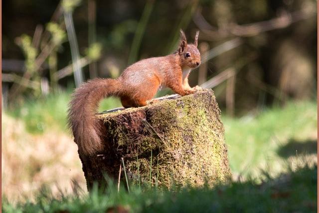 Squirrel on a tree stump