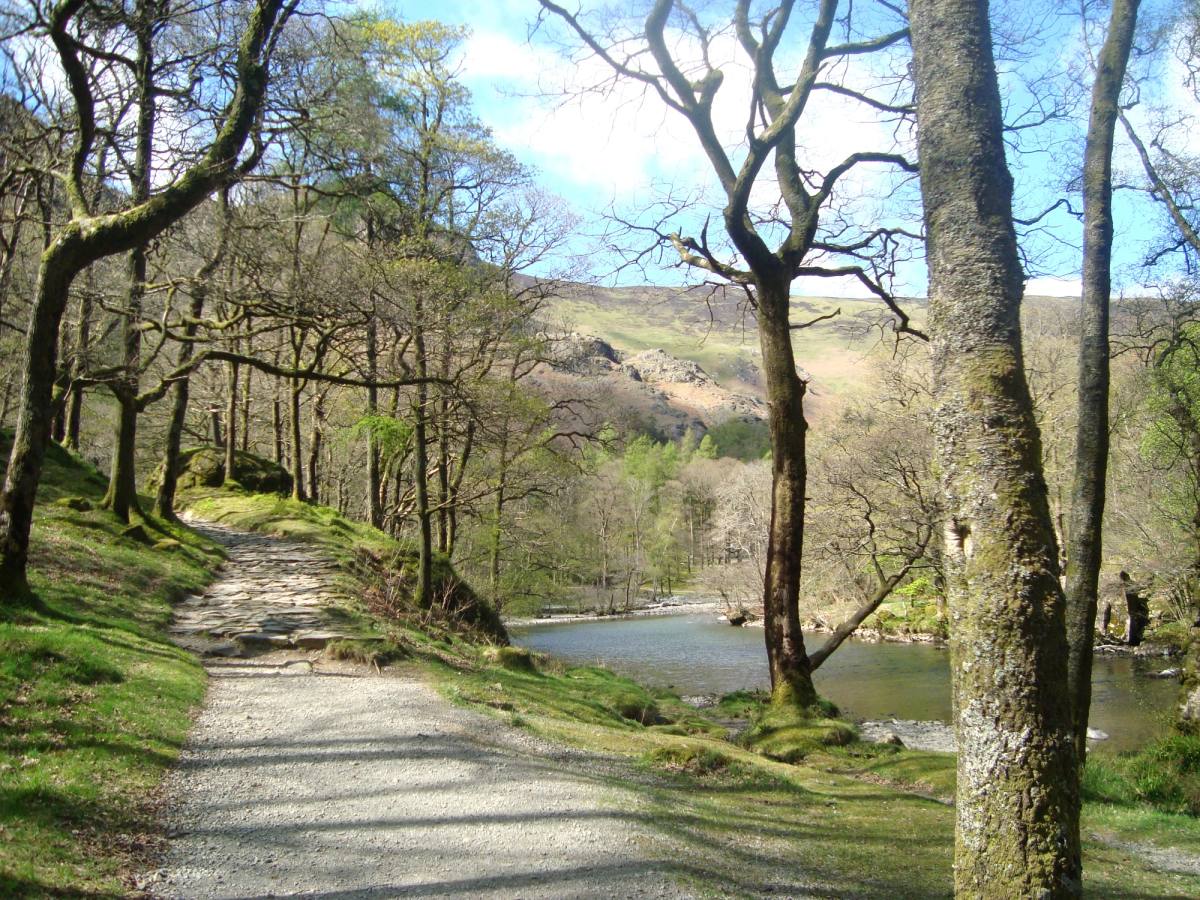 A broad path running along the lake shore between old trees