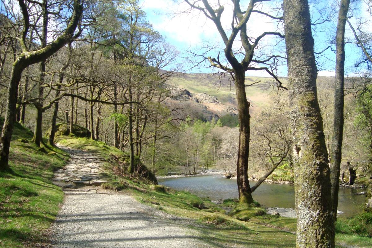 A broad path running along the lake shore between old trees