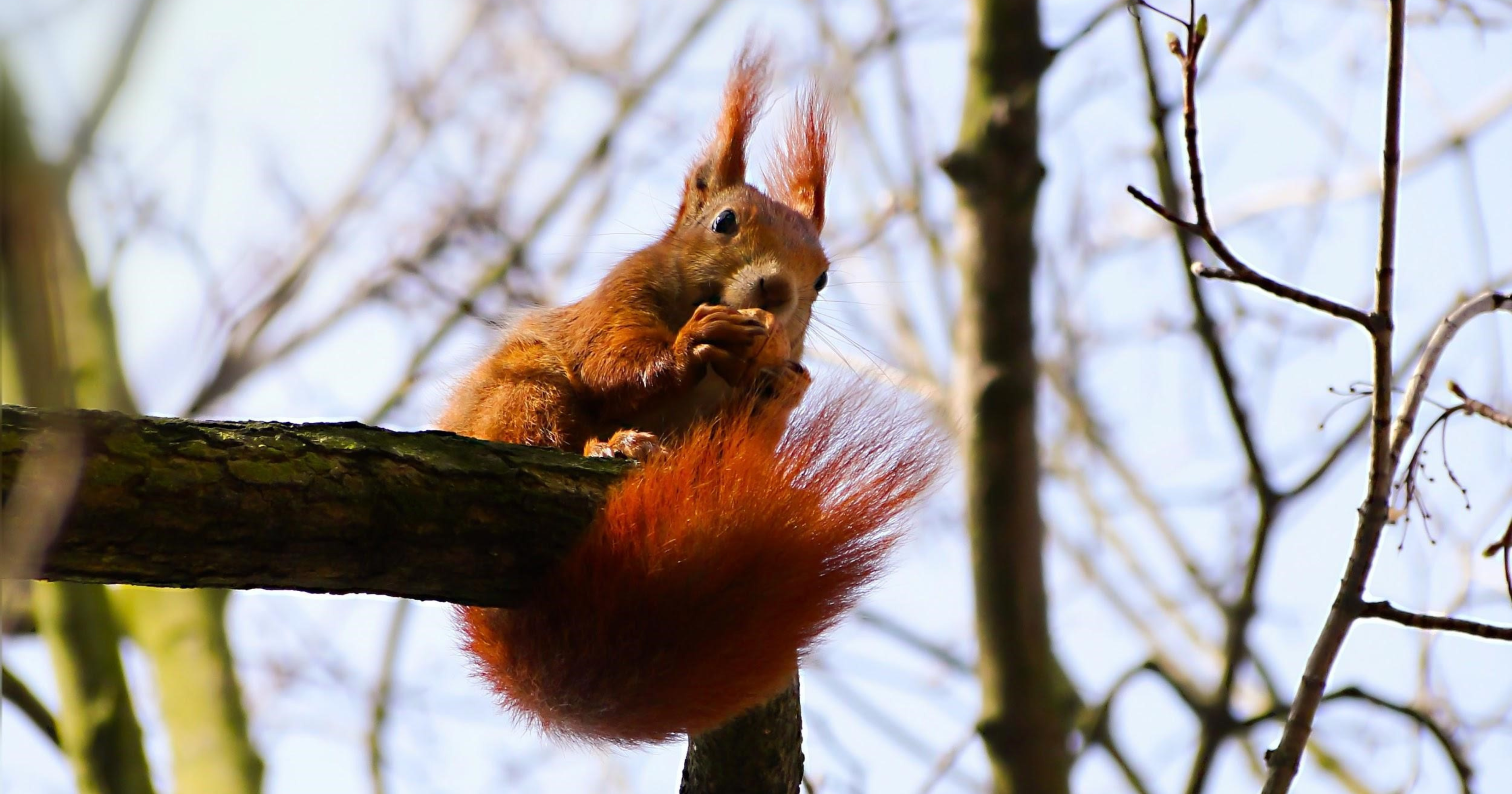 A red squirrel one a branch