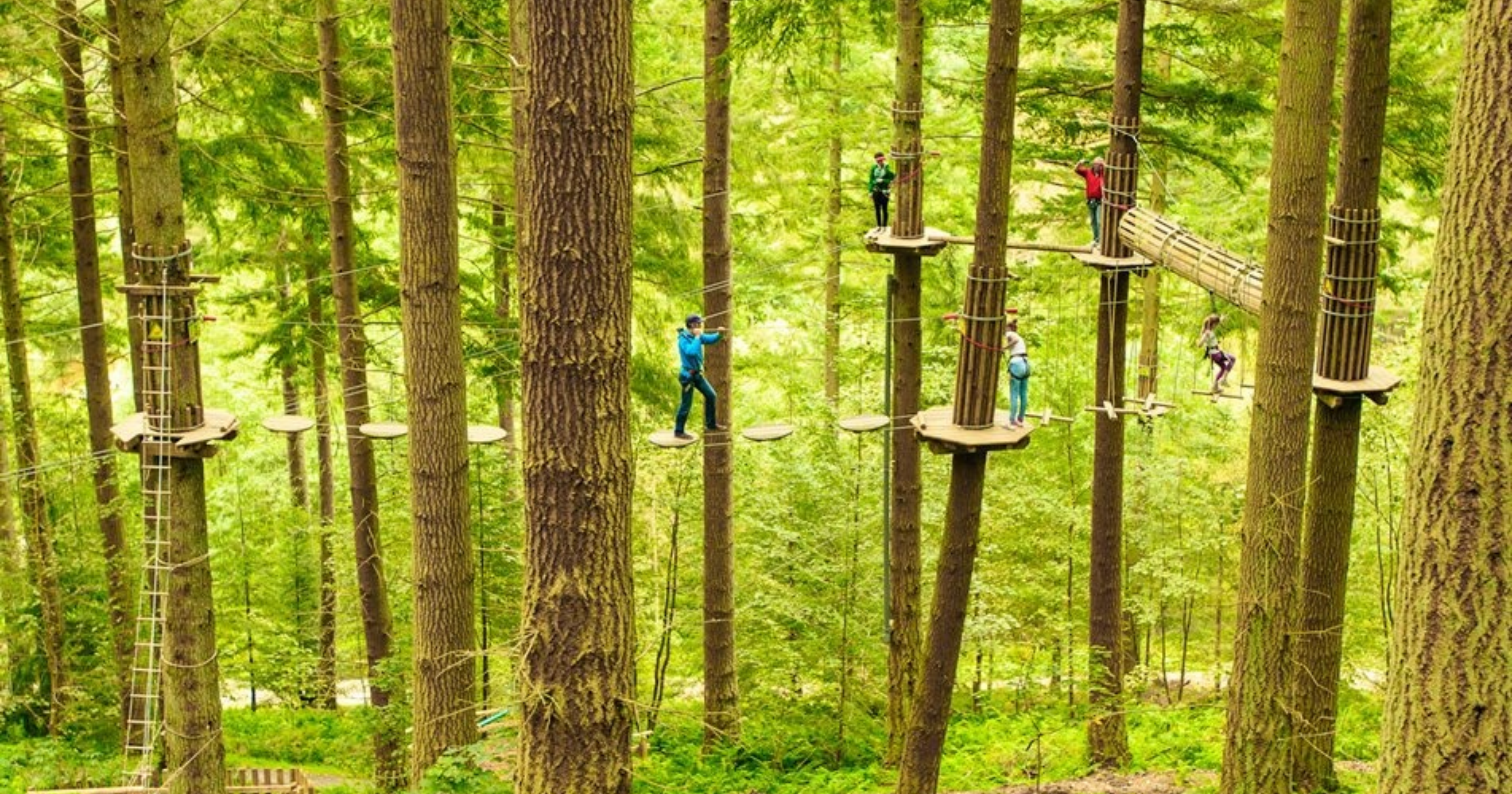 High ropes go ape in  the trees
