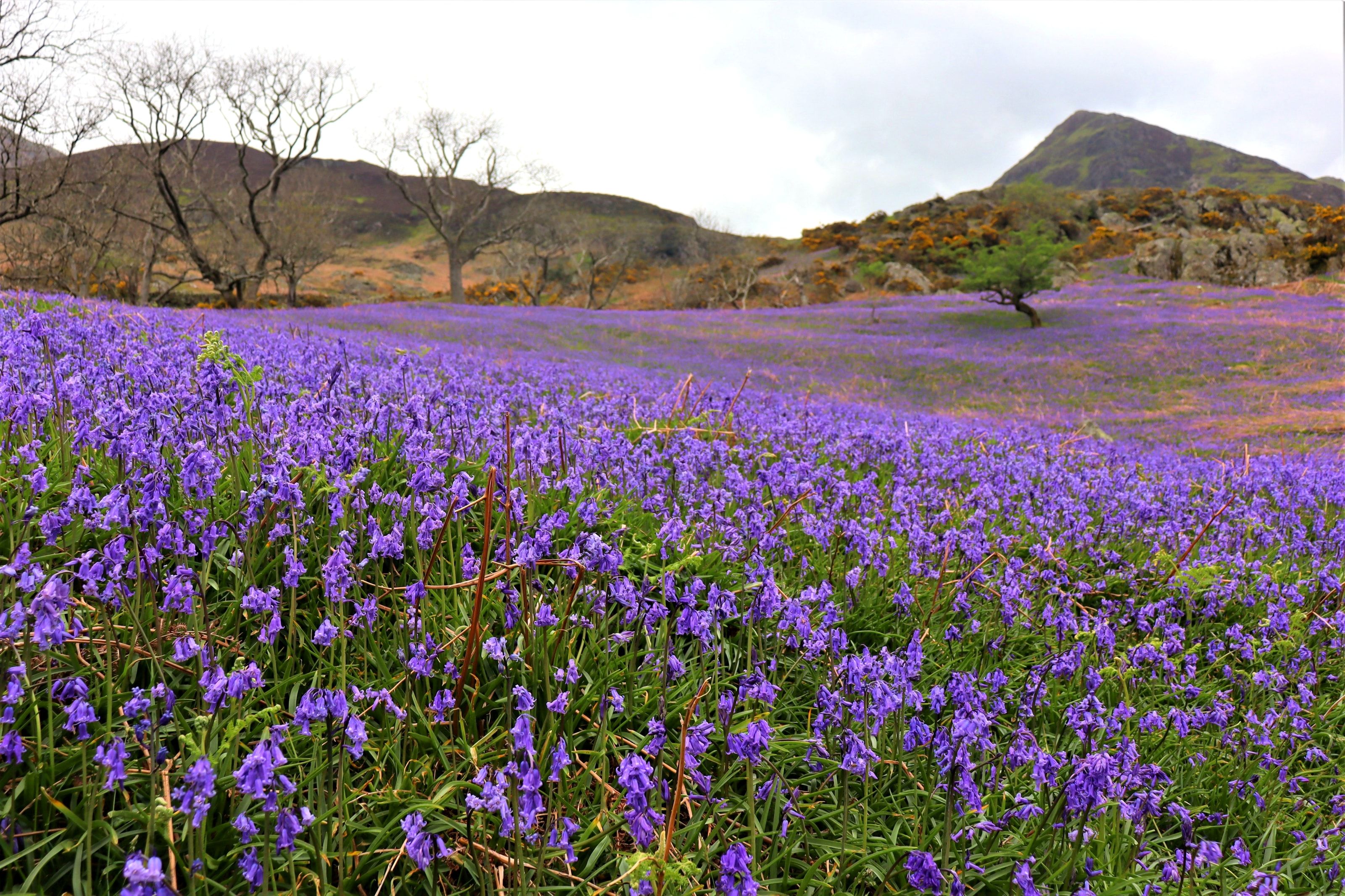 bluebells rannerdale knott