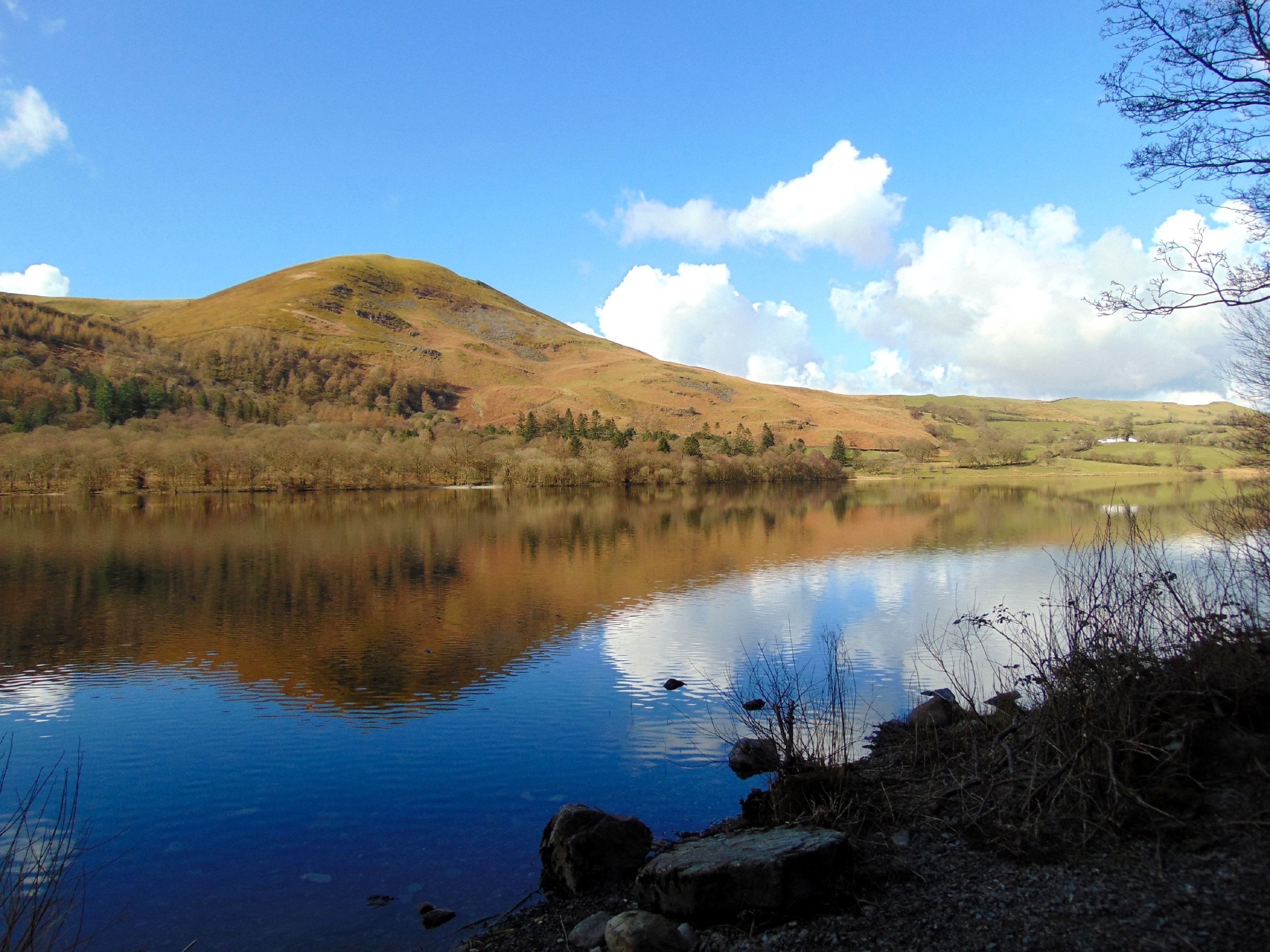 Buttermere lying still with gorse in flower along the near shore and fells reflected