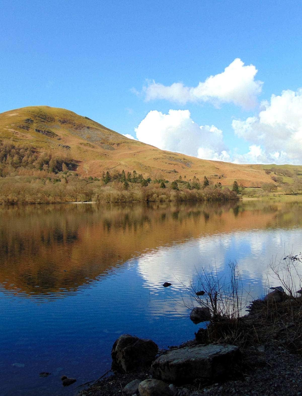 Buttermere lying still with gorse in flower along the near shore and fells reflected