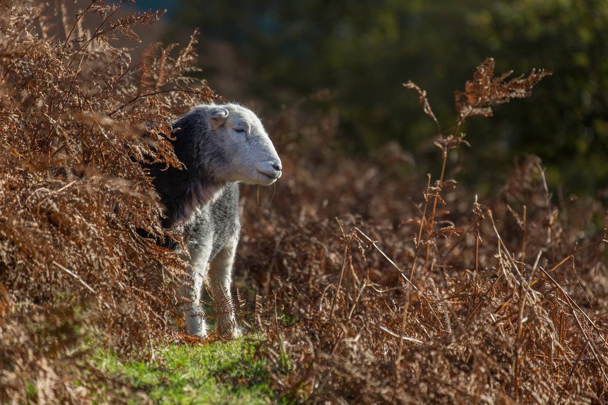 A Herdwick sheep standing in autumn bracken on the fellside