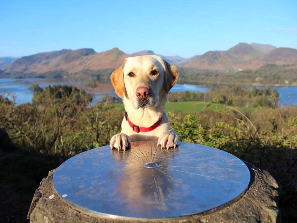 A yellow labrador with its paws up on the summit viewpoint table above Derwentwater