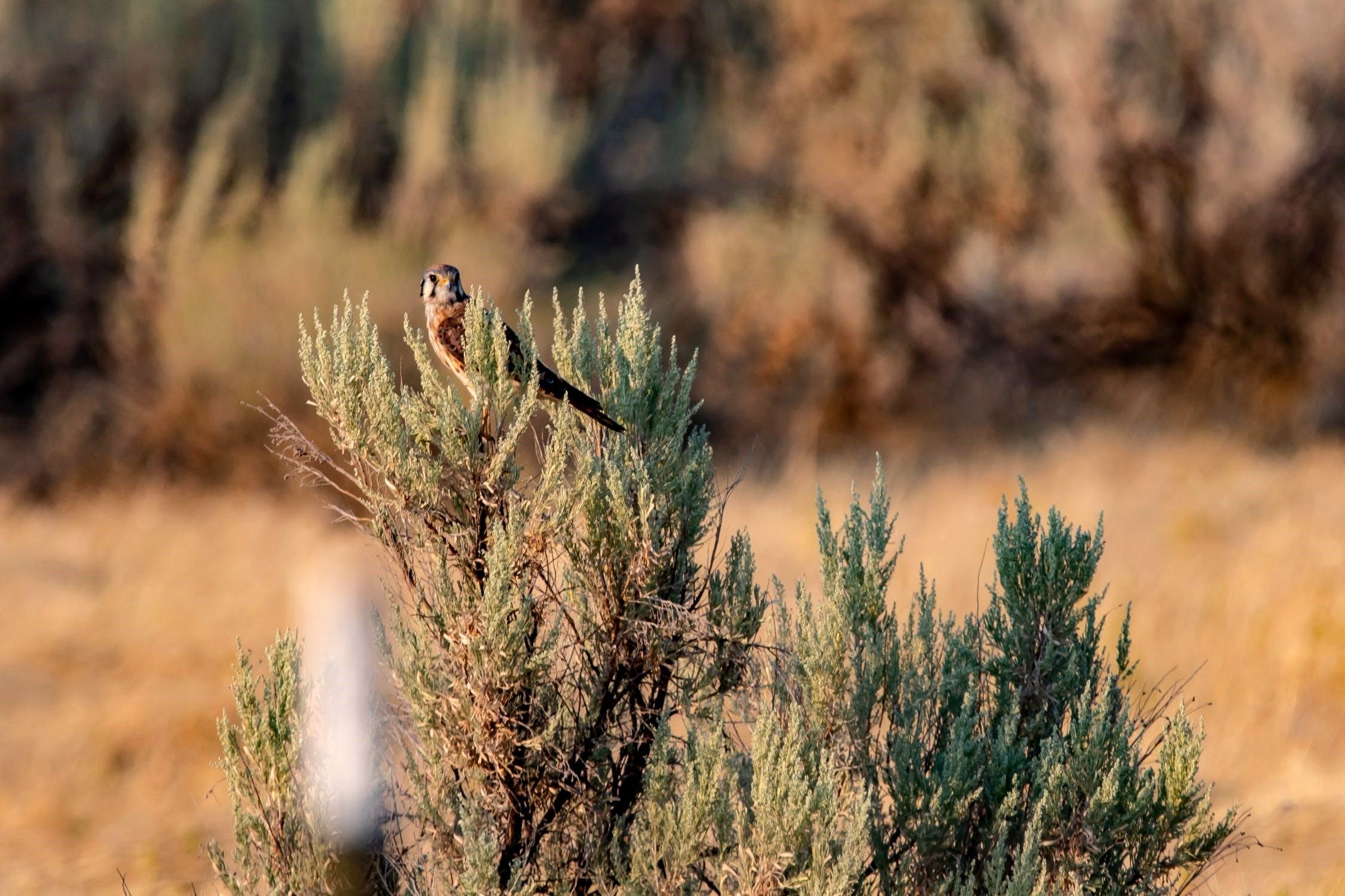 Kestrel