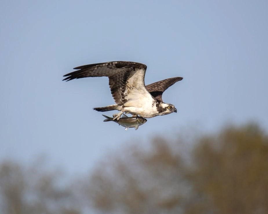 Osprey