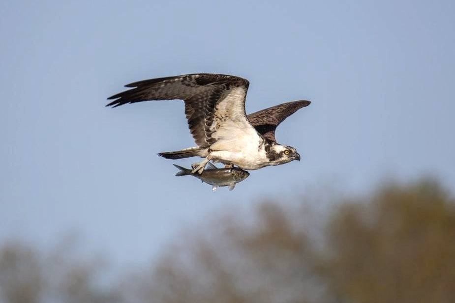 Osprey
