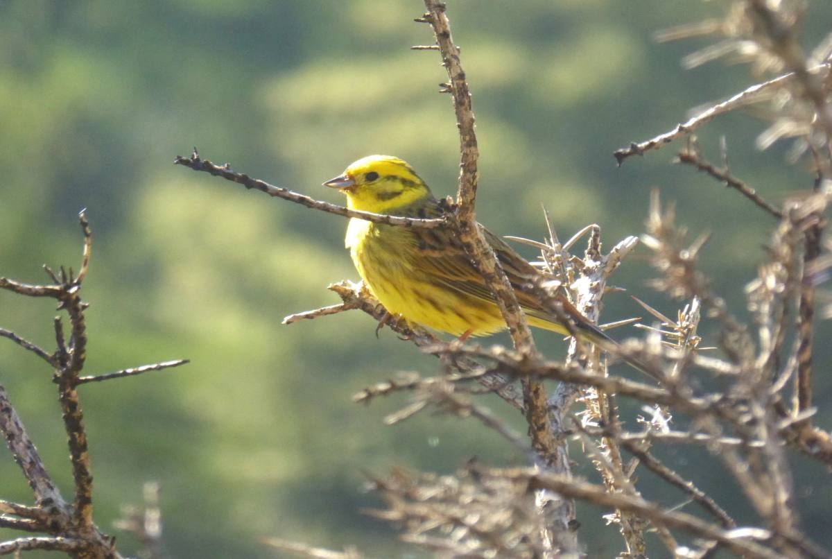 A bright yellow yellowhammer perched on a thorn branch