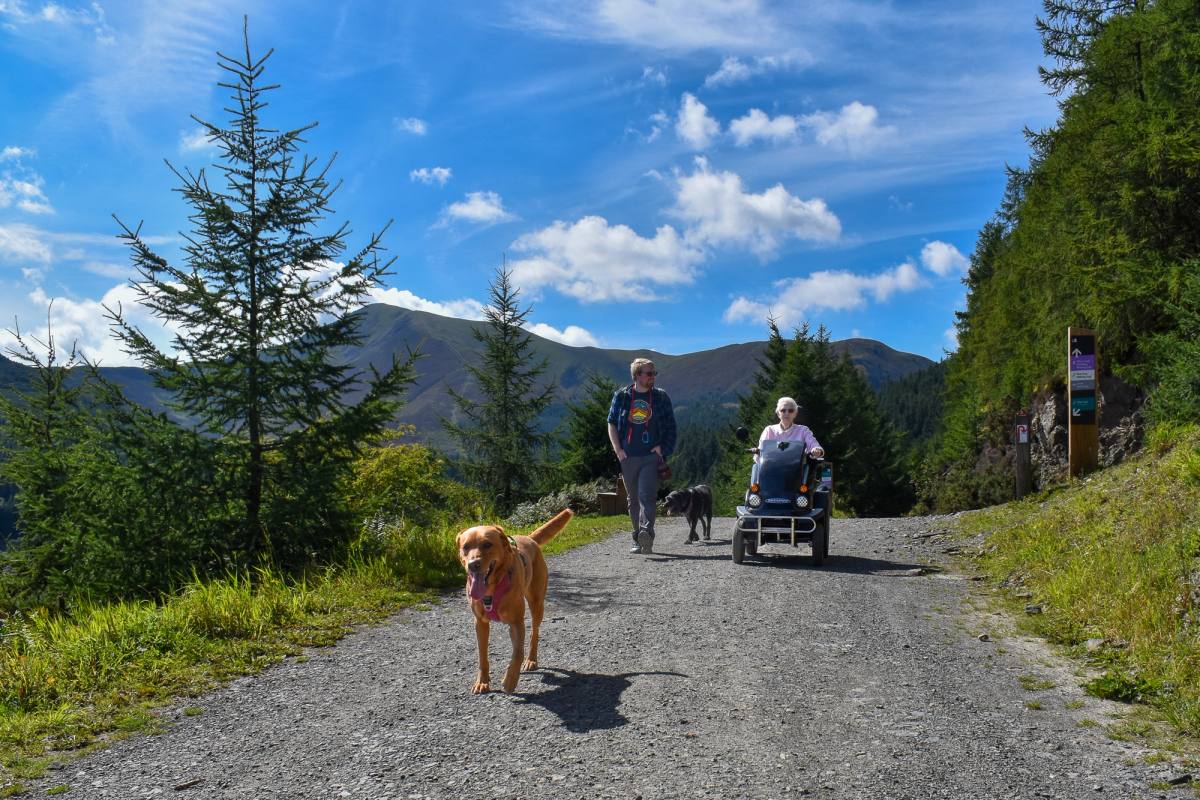 Two dogs, a person walking and then another in a mobility tramper on an accessible wide path through whinlatter forest, pine trees on either side of the path and mountains in the background