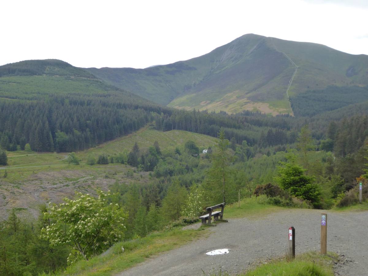 A bench and waymarker at the start of the forest trails with the fell rising beyond