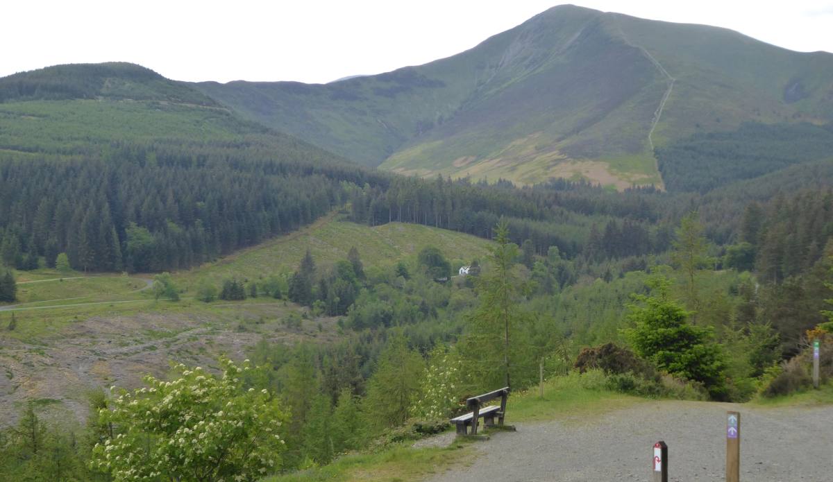 A bench and waymarker at the start of the forest trails with the fell rising beyond