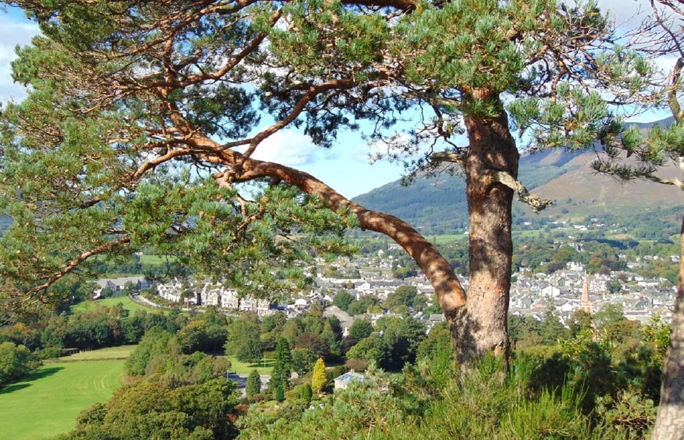Keswick and the valley seen from Castlehead through the branches of a leaning Scots pine