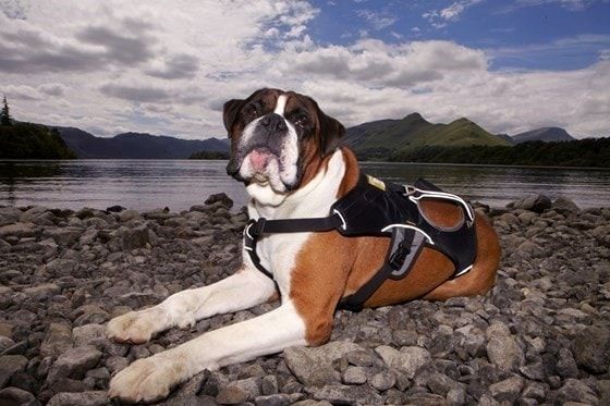 Dog on the lakeshore