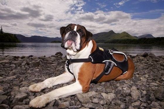 Dog on the lakeshore