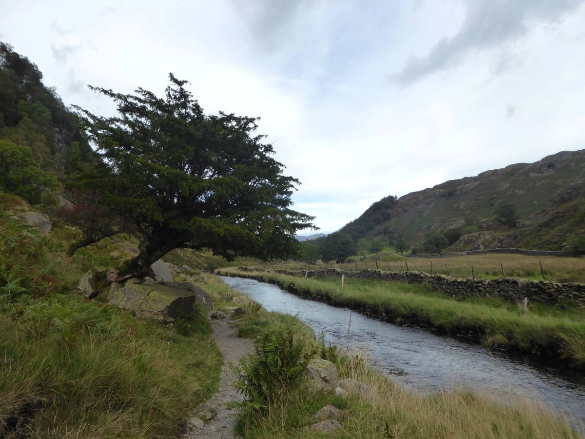 A beck running through Watendlath below a wind-bent thorn tree