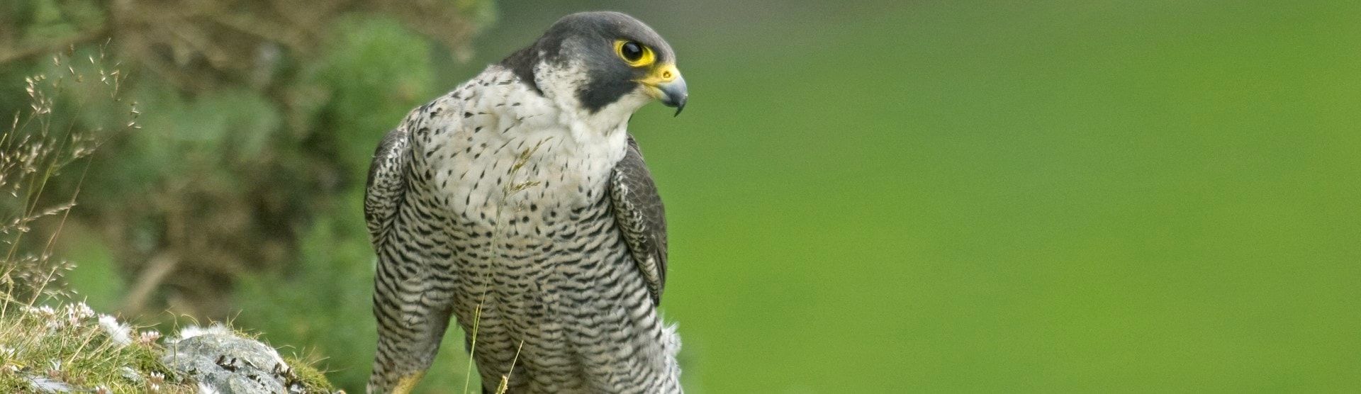 Peregrine Falcon